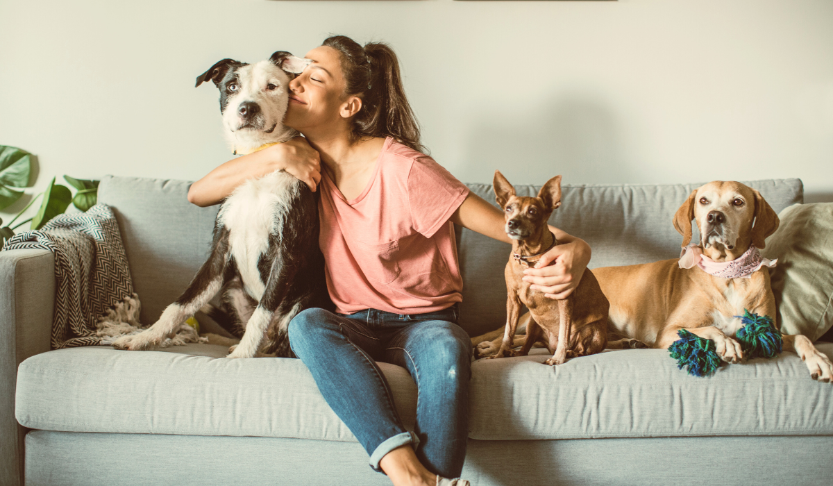 A woman sitting on a couch with three dogs, hugging a large black and white dog, with two smaller dogs sitting to her right